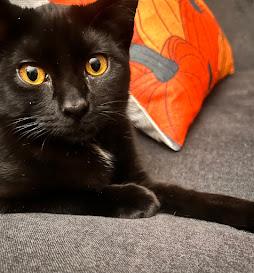 Enlarge Lulu, a Adoptable Domestic Short Hair in Hillsboro, OR image 1/6