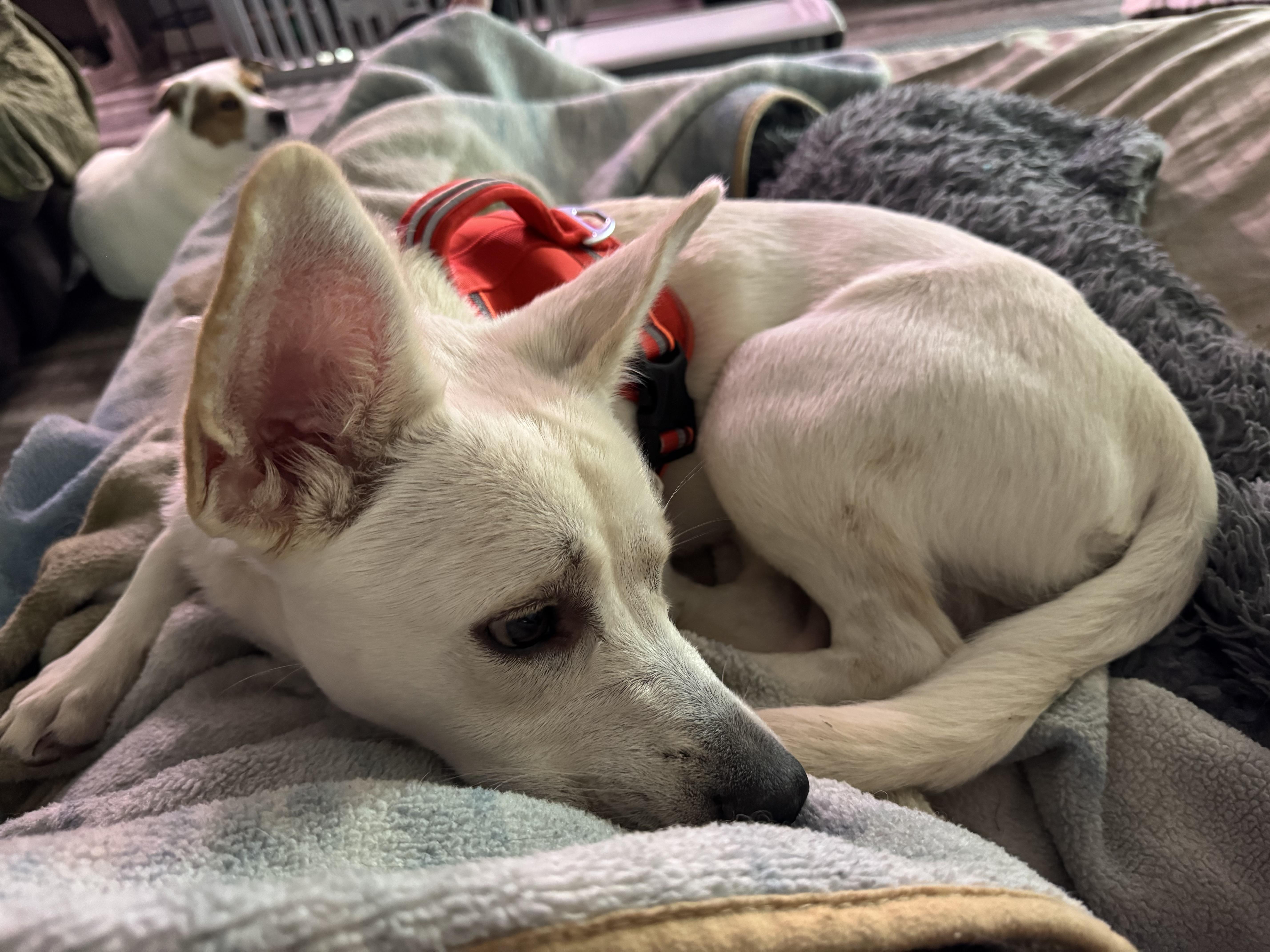 Enlarge Gerard, a ADOPTABLE mixed breed in Washington, MO image 3/3