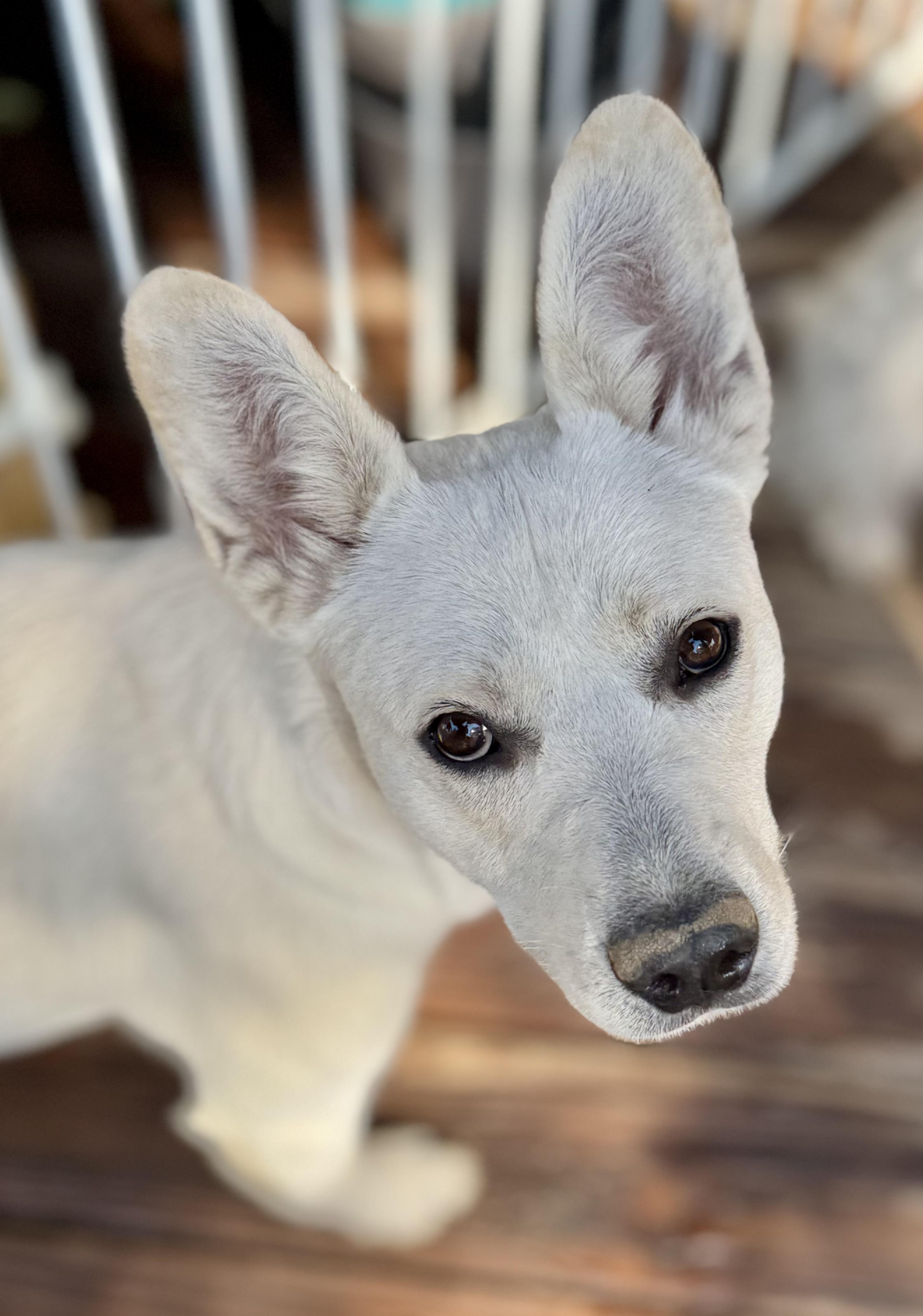 Gerard, Adoptable, Young Male White German Shepherd.