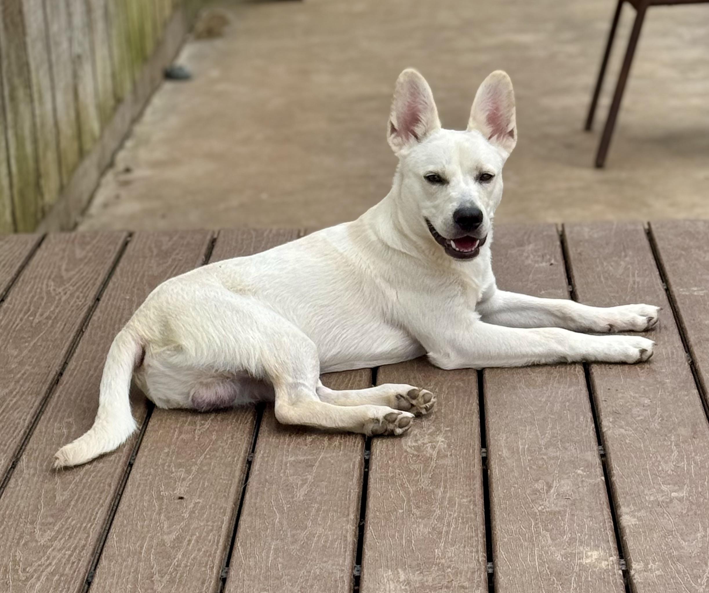 Gerard, ADOPTABLE, Young Male White German Shepherd.