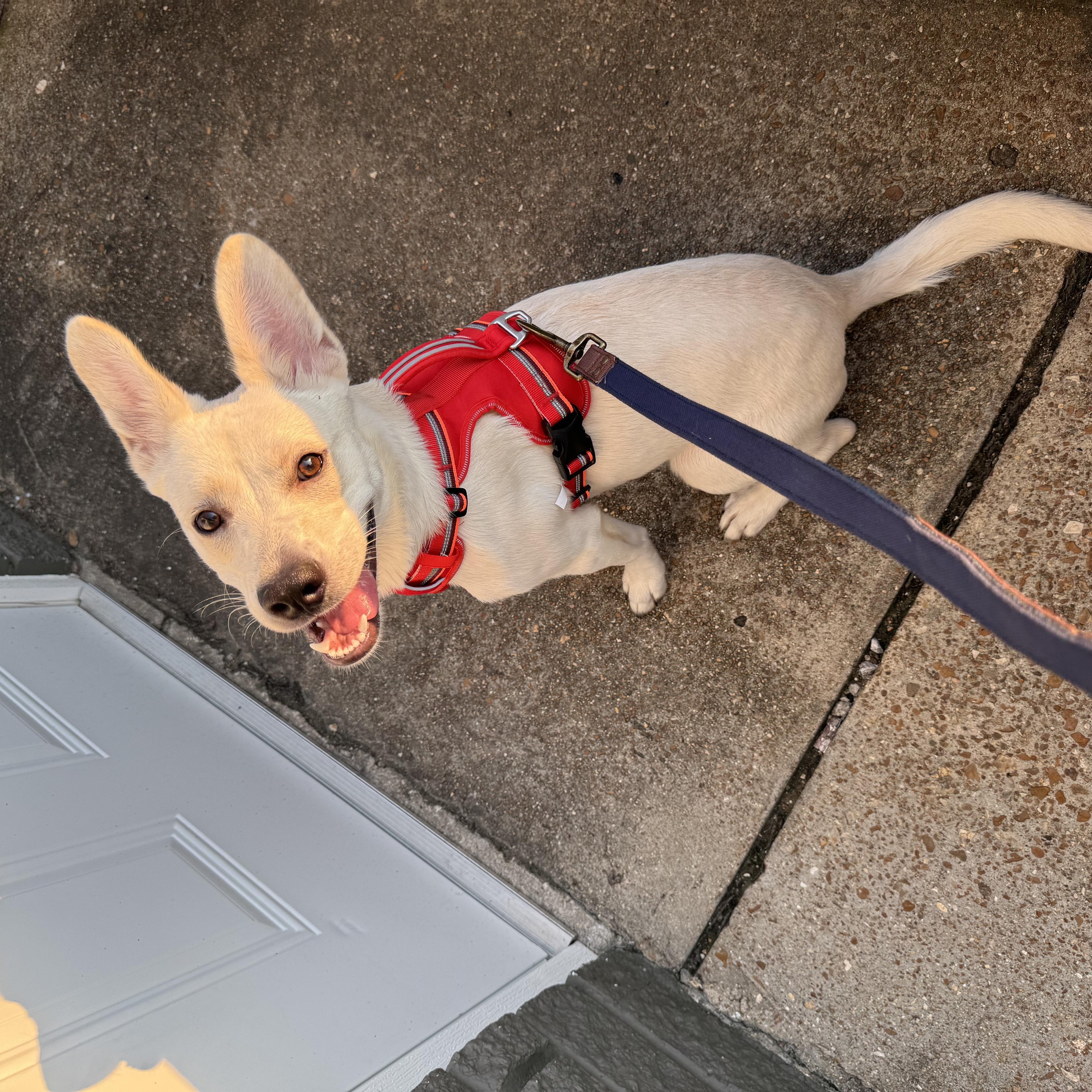 Enlarge Gerard, a ADOPTABLE mixed breed in Washington, MO image 2/3