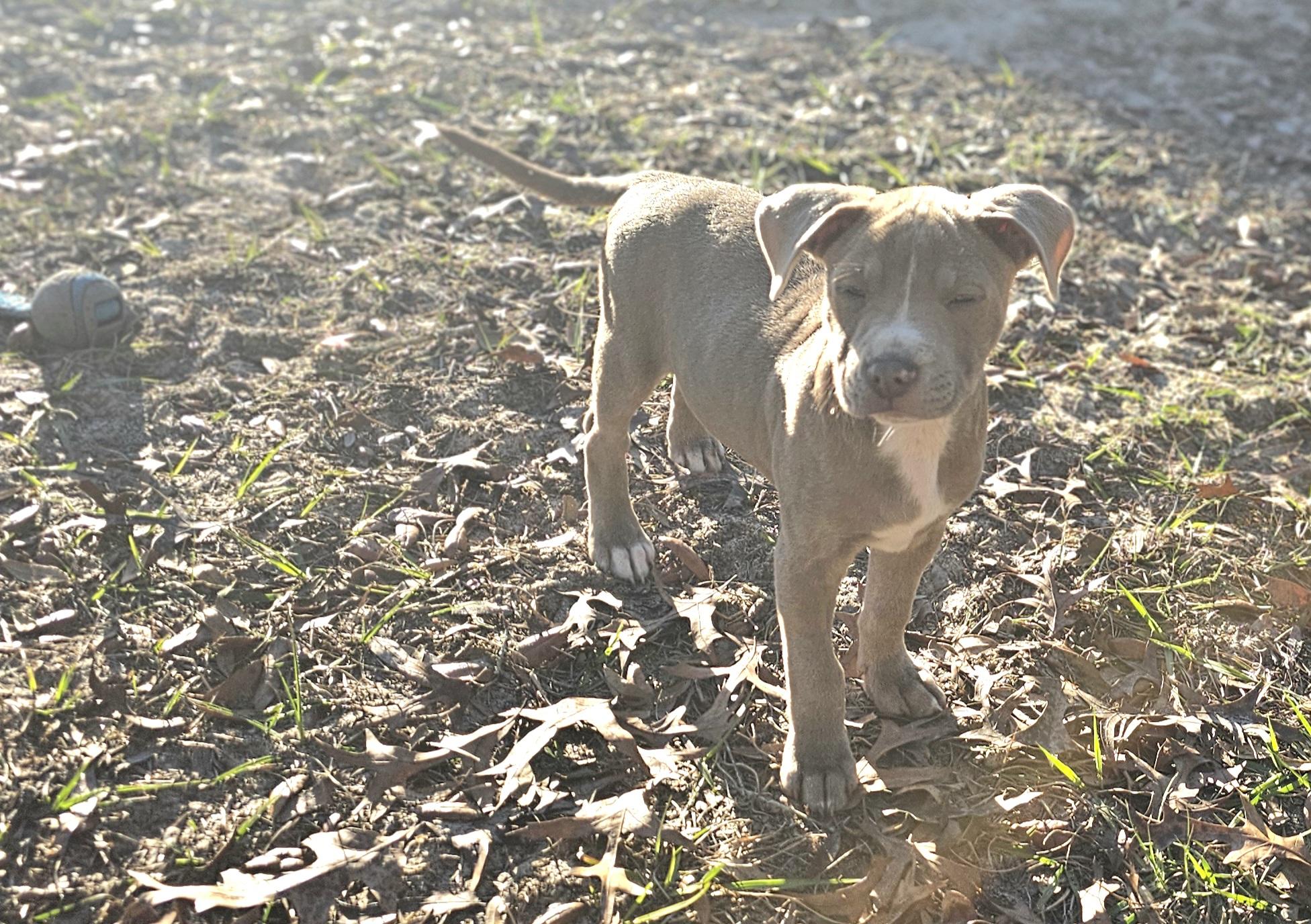 Enlarge Sid, a ADOPTABLE mixed breed in Weeki Wachee, FL image 2/6
