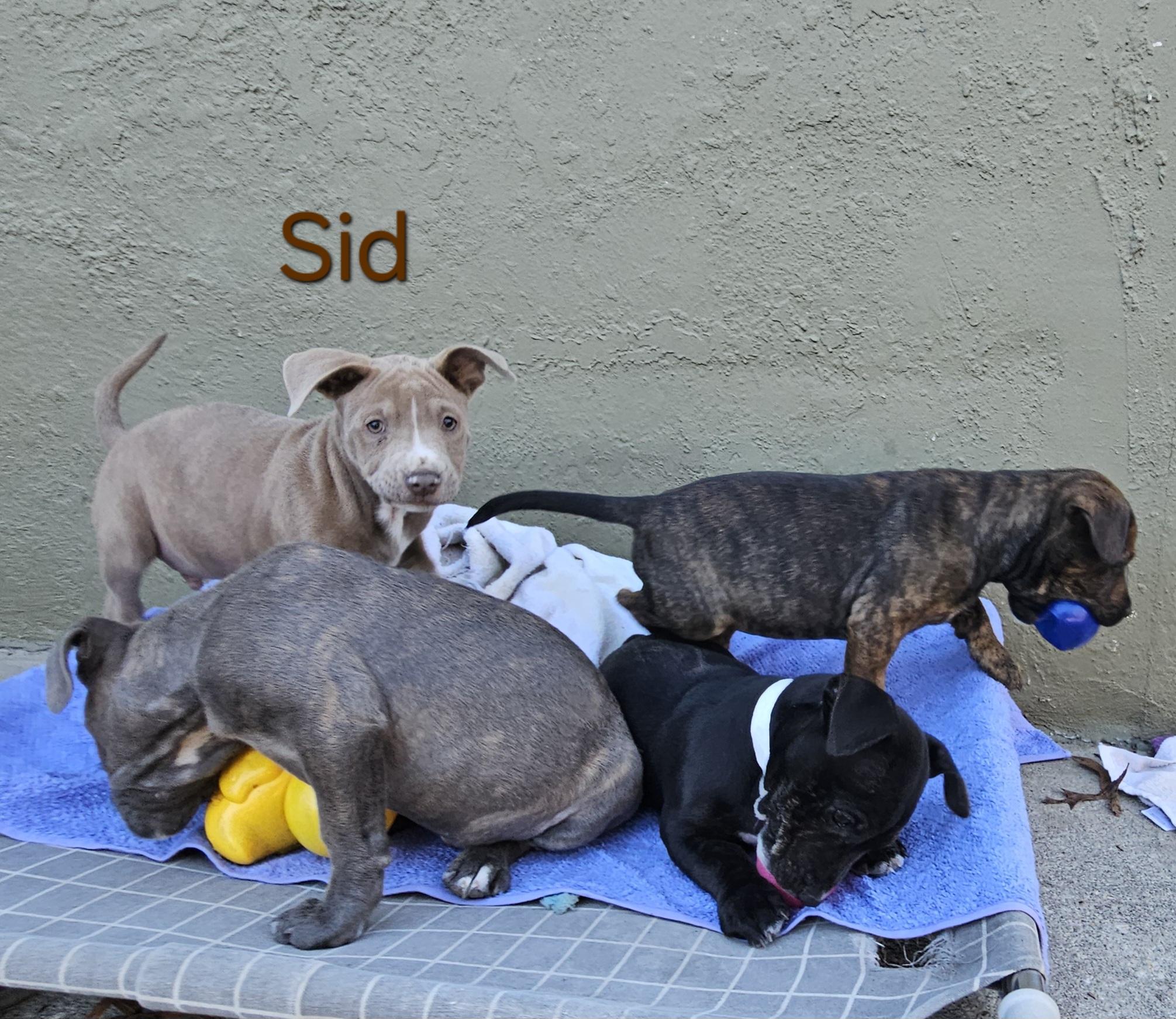 Sid, ADOPTABLE, Puppy Male Pit Bull Terrier & Chocolate Labrador Retriever.