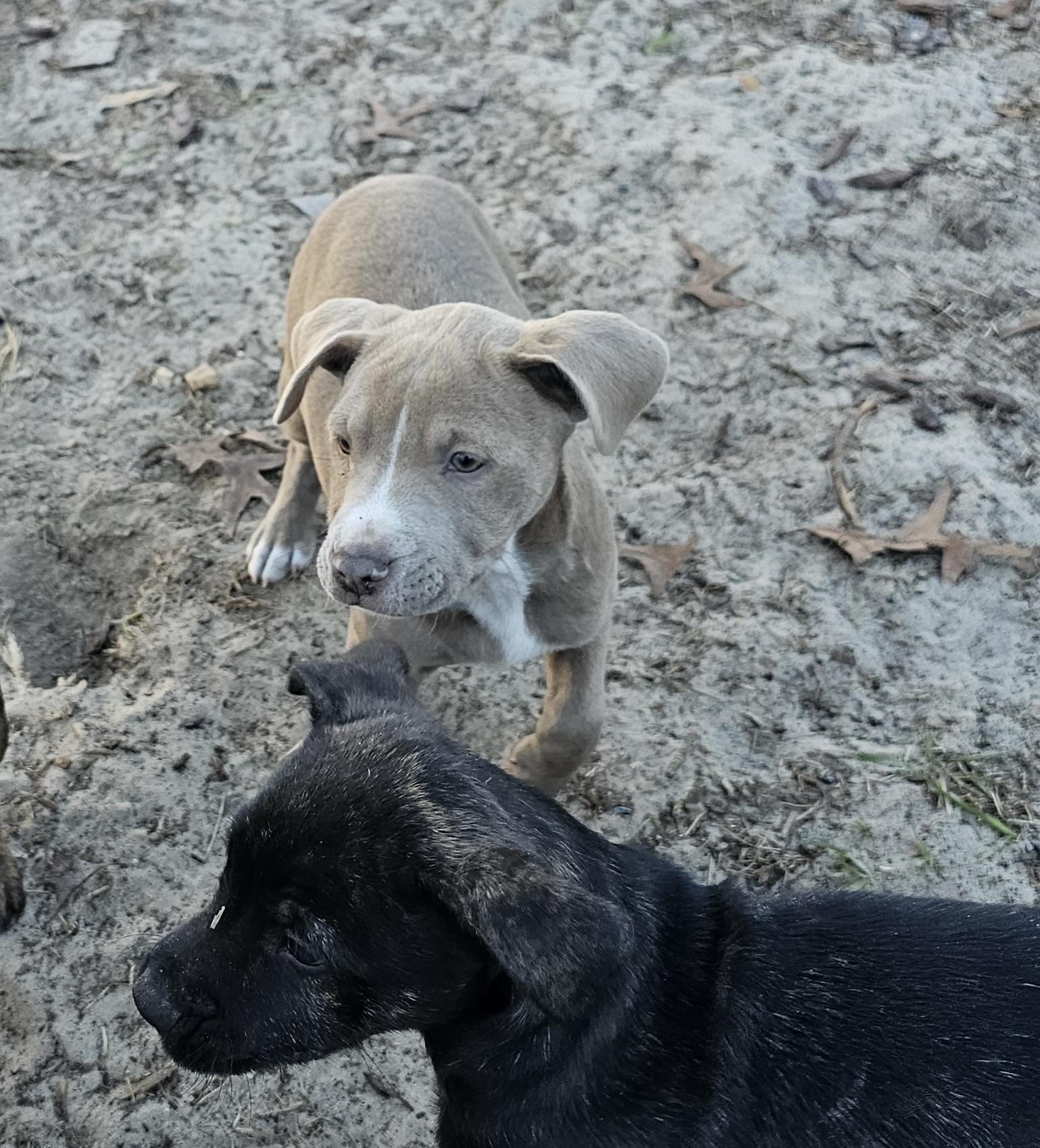 Enlarge Sid, a ADOPTABLE mixed breed in Weeki Wachee, FL image 5/6