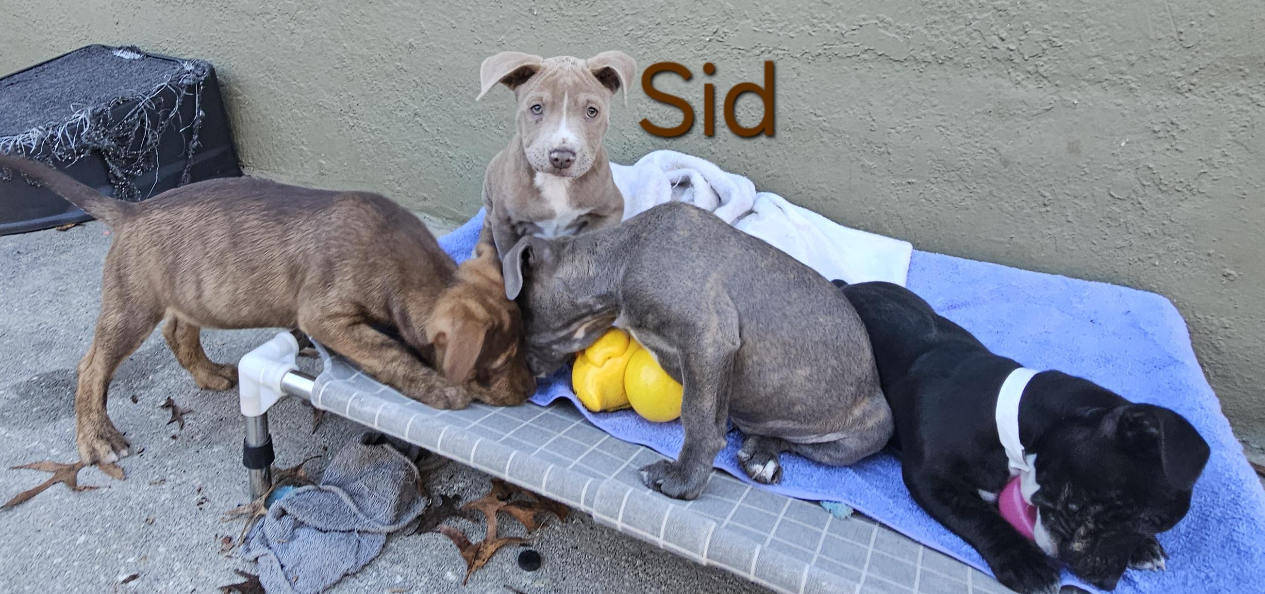 Enlarge Sid, a ADOPTABLE mixed breed in Weeki Wachee, FL image 3/6
