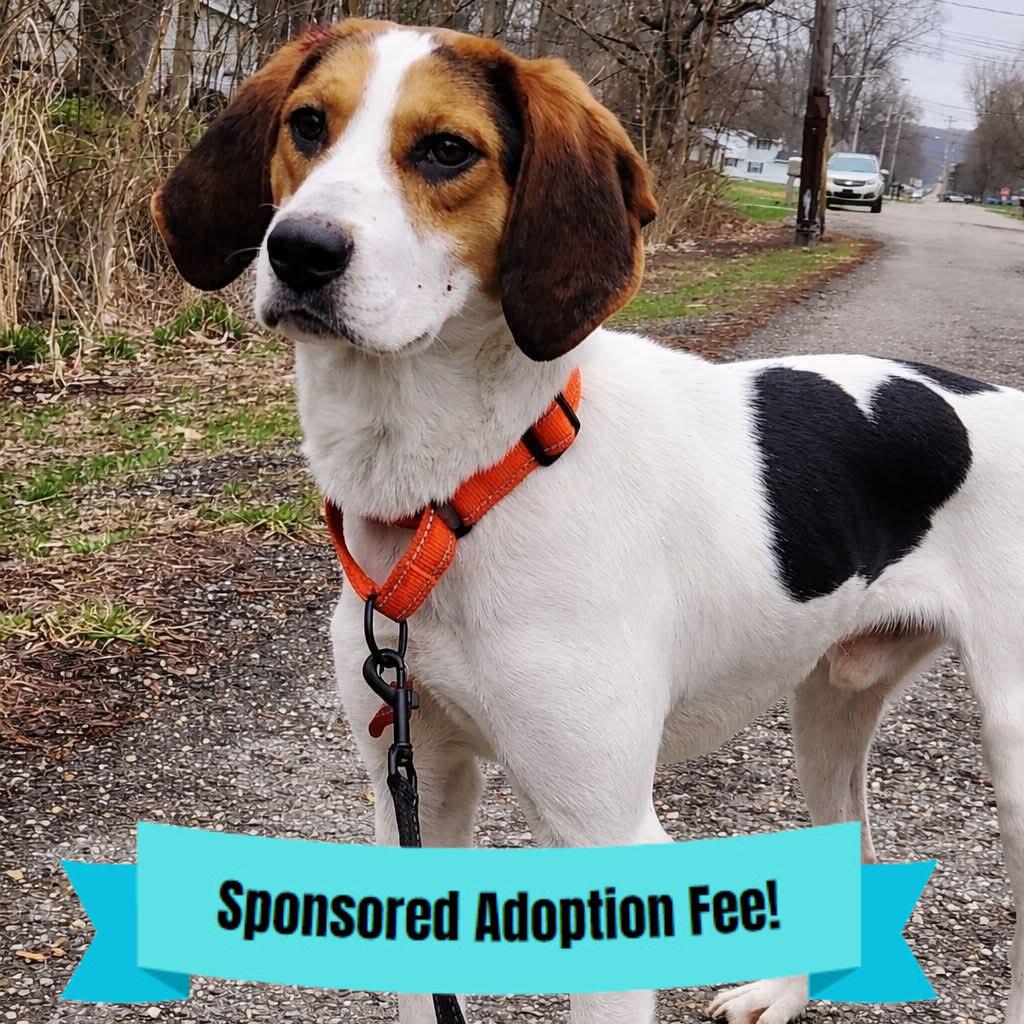 Garcia, Adoptable, Young Male Hound.