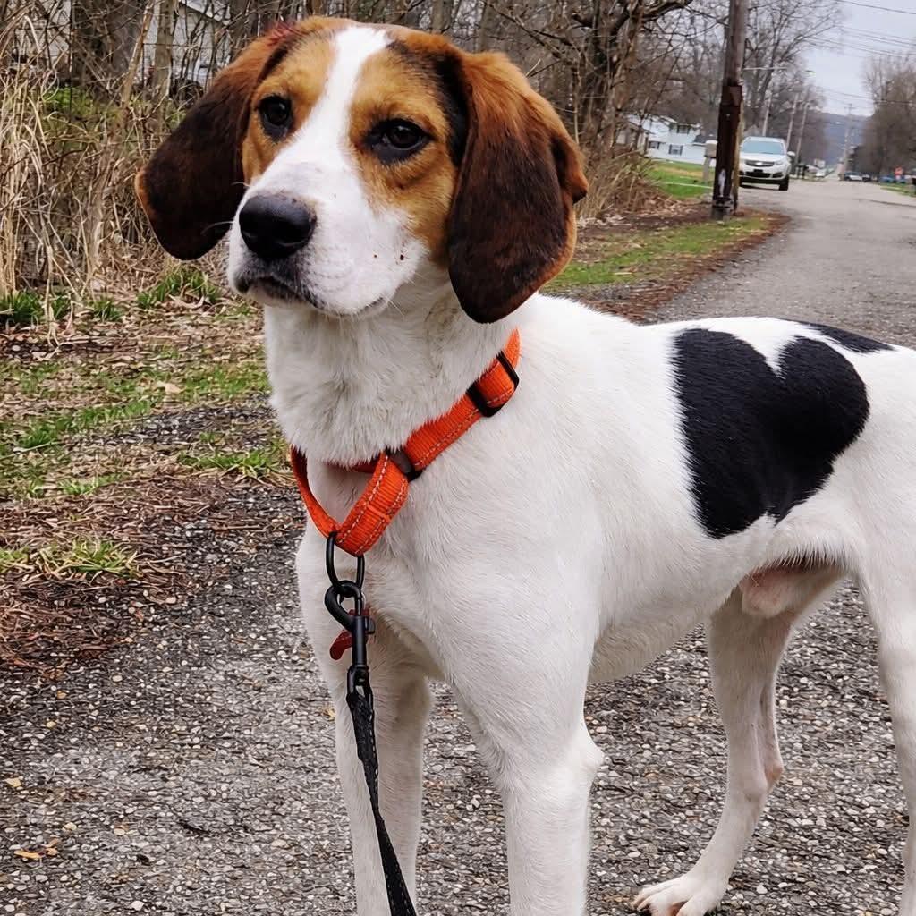 Enlarge Garcia, a Adoptable Hound in Novelty, OH image 2/2