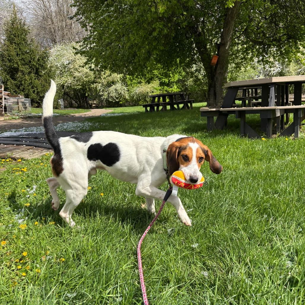 Enlarge Garcia, a Adoptable Hound in Novelty, OH image 1/6