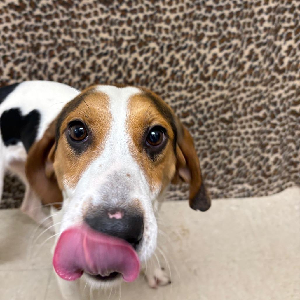 Enlarge Garcia, a Adoptable Hound in Novelty, OH image 4/6