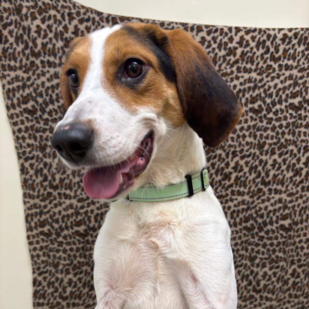 Enlarge Garcia, a Adoptable Hound in Novelty, OH image 5/6