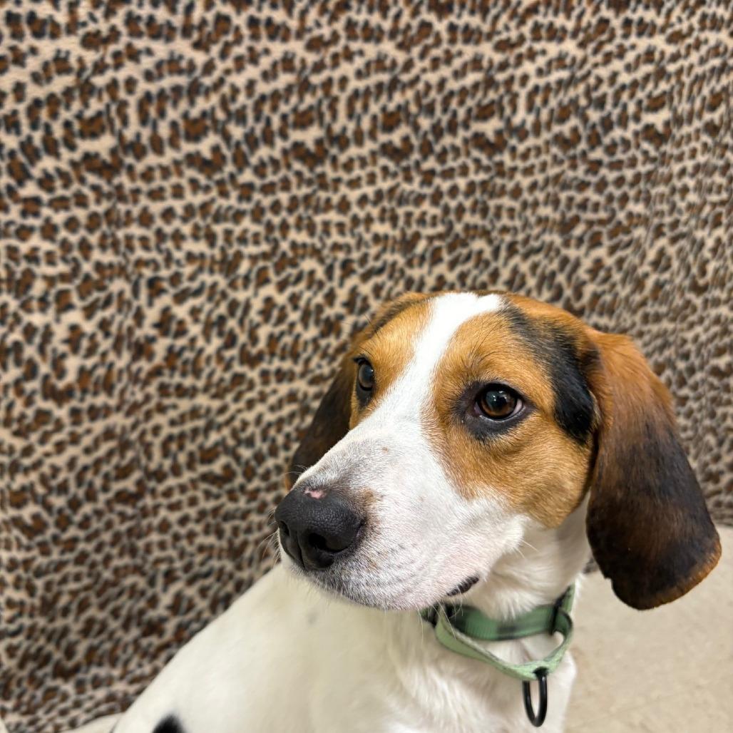 Enlarge Garcia, a Adoptable Hound in Novelty, OH image 6/6