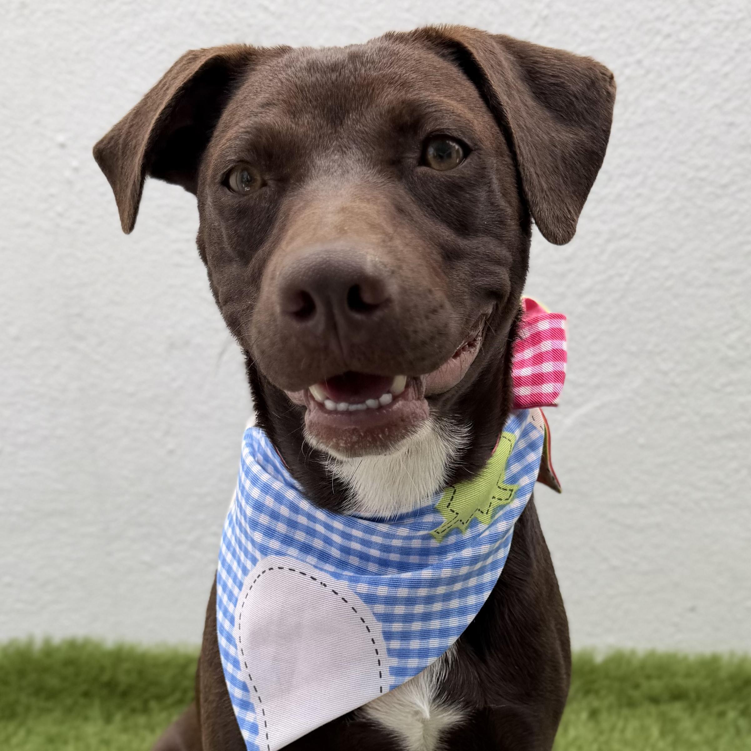 NOVA, an adoption pending mixed breed in La Jolla, CA image 5/6