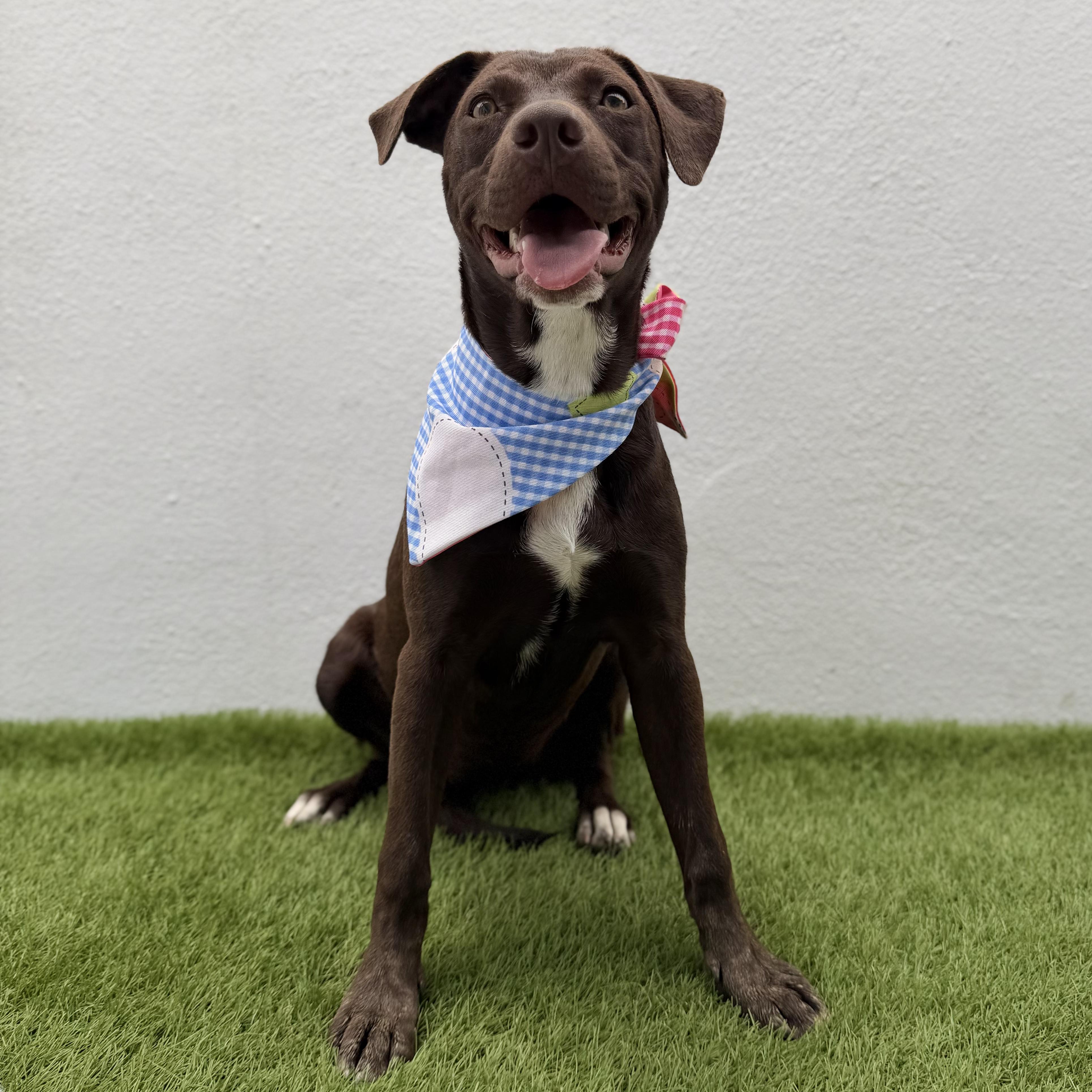 NOVA, an adoption pending mixed breed in La Jolla, CA image 2/6