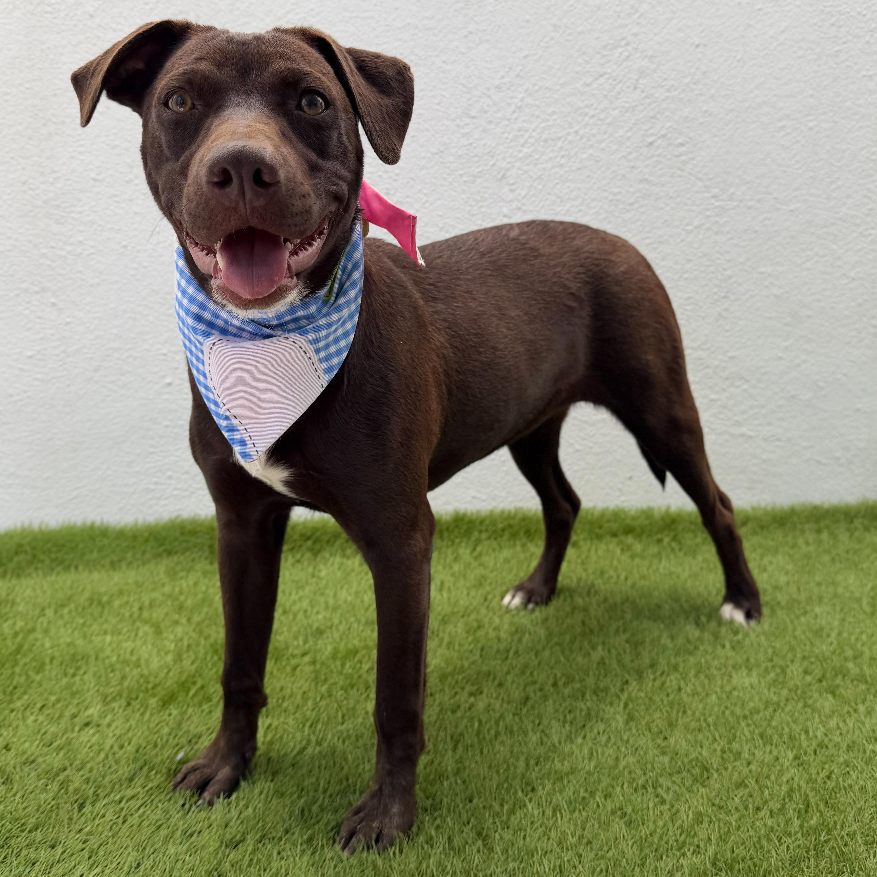 NOVA, an adoption pending mixed breed in La Jolla, CA image 6/6