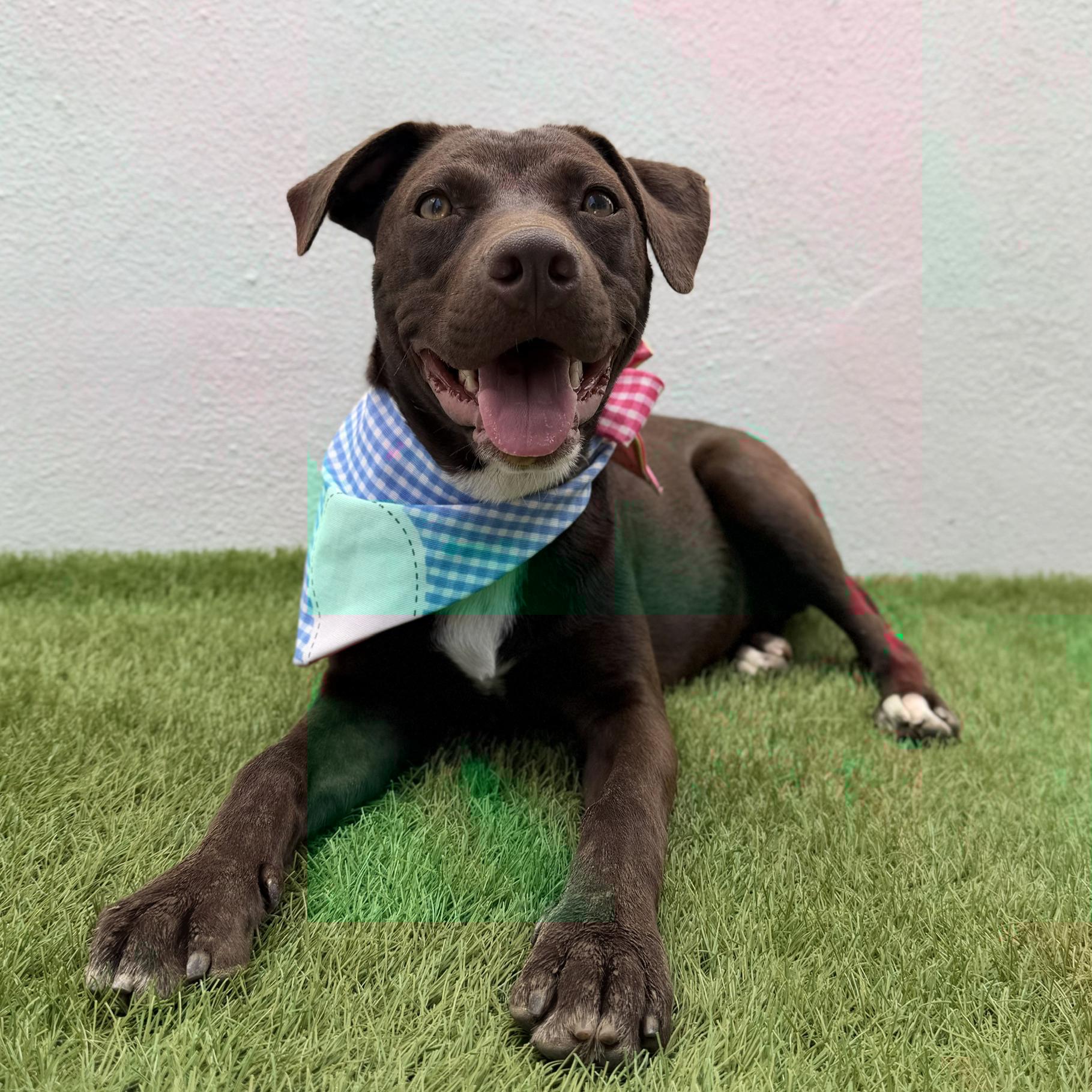 NOVA, an adoption pending mixed breed in La Jolla, CA image 4/6