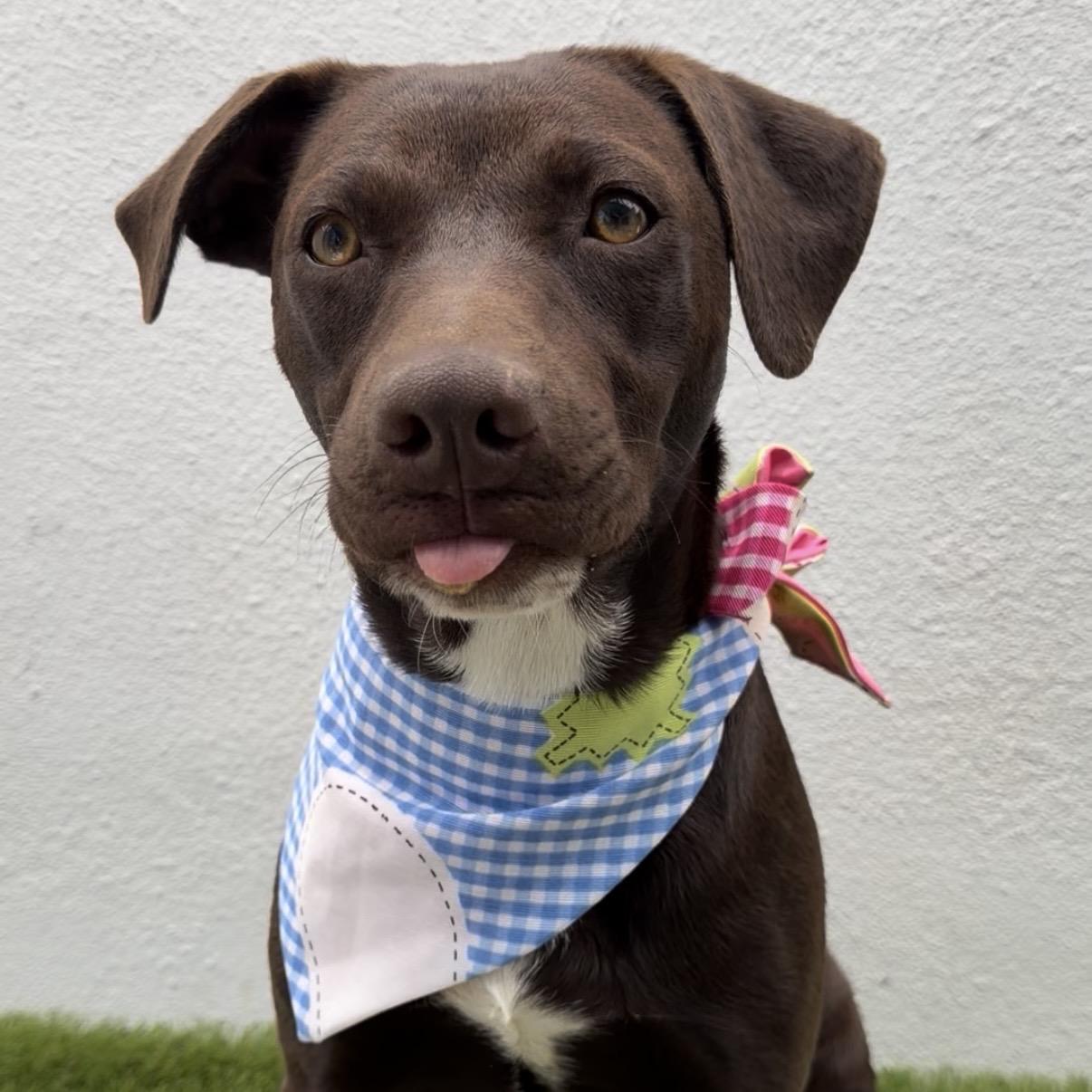 NOVA, an adoption pending mixed breed in La Jolla, CA image 3/6