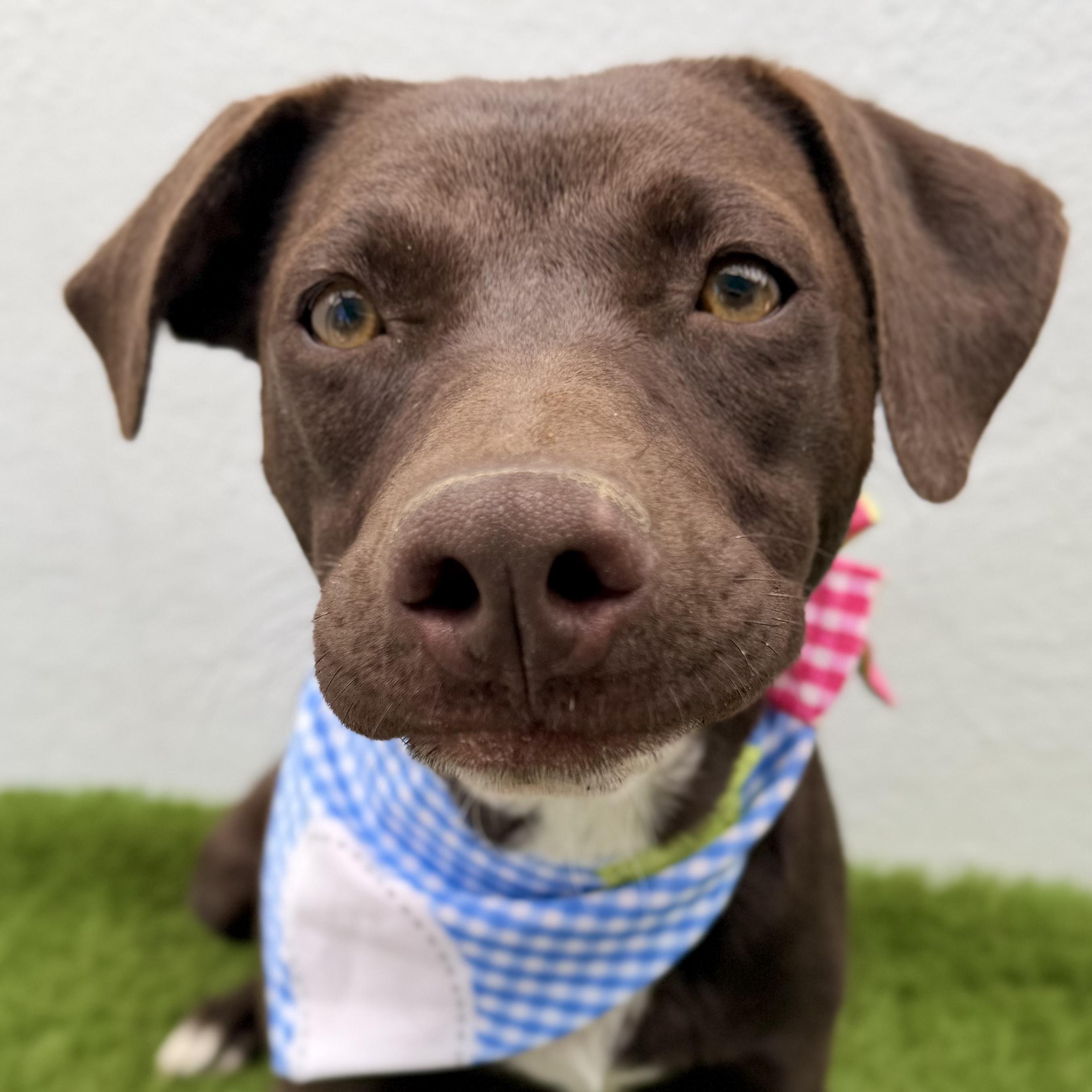 NOVA, Adoptable, Puppy Female Chocolate Labrador Retriever.