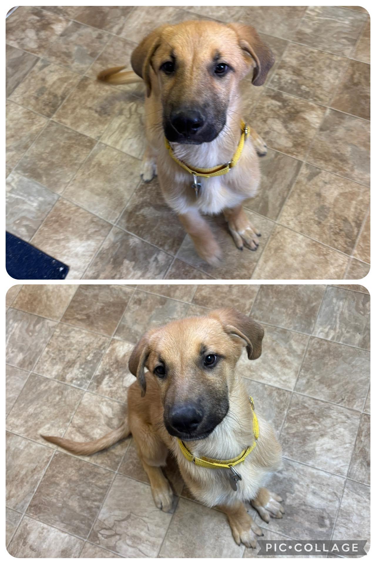 Moose, an adoptable Mixed Breed in Rock Springs, WY, 82901 | Photo Image 1