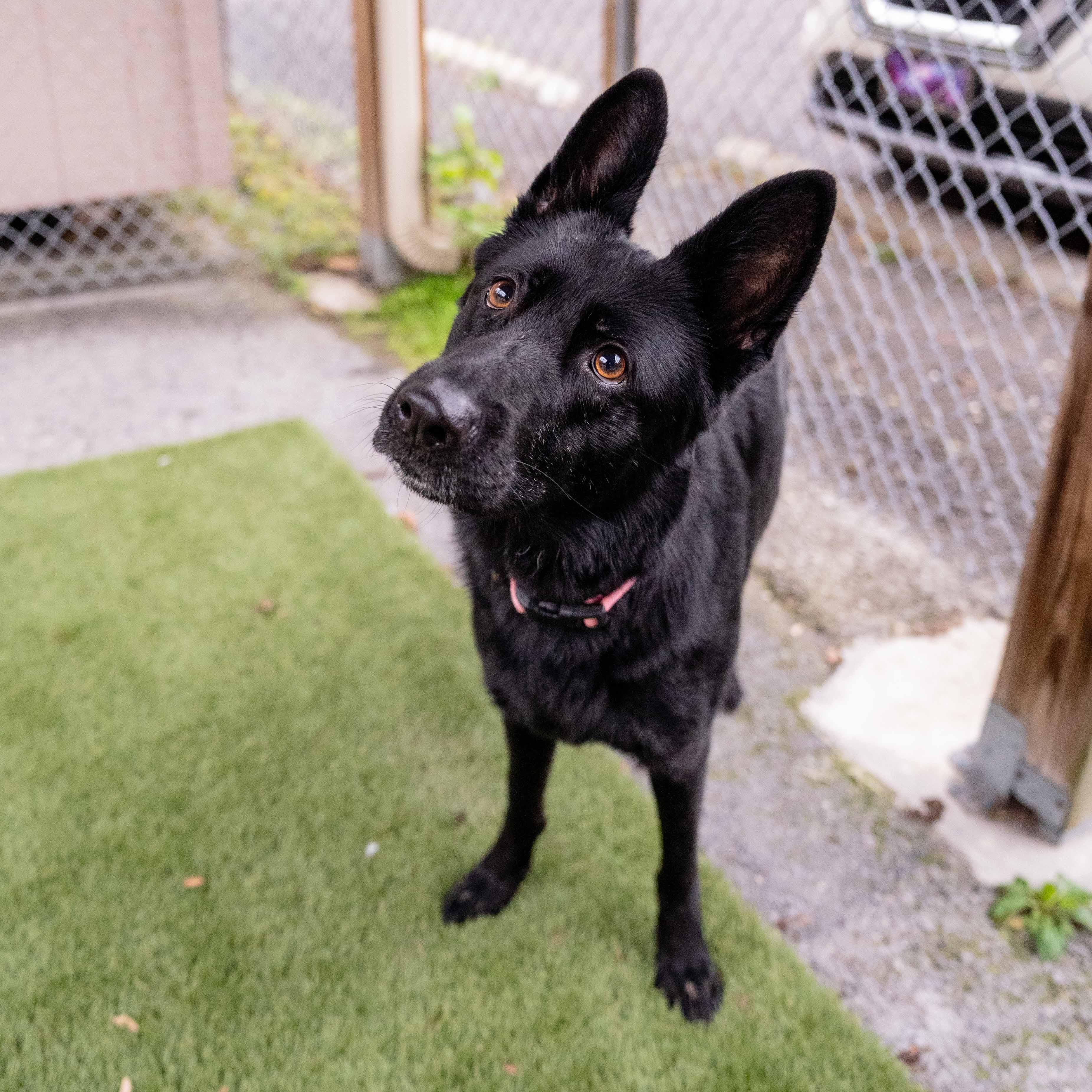 Enlarge Maggie, a Adoptable mixed breed in Morgantown, WV image 2/3