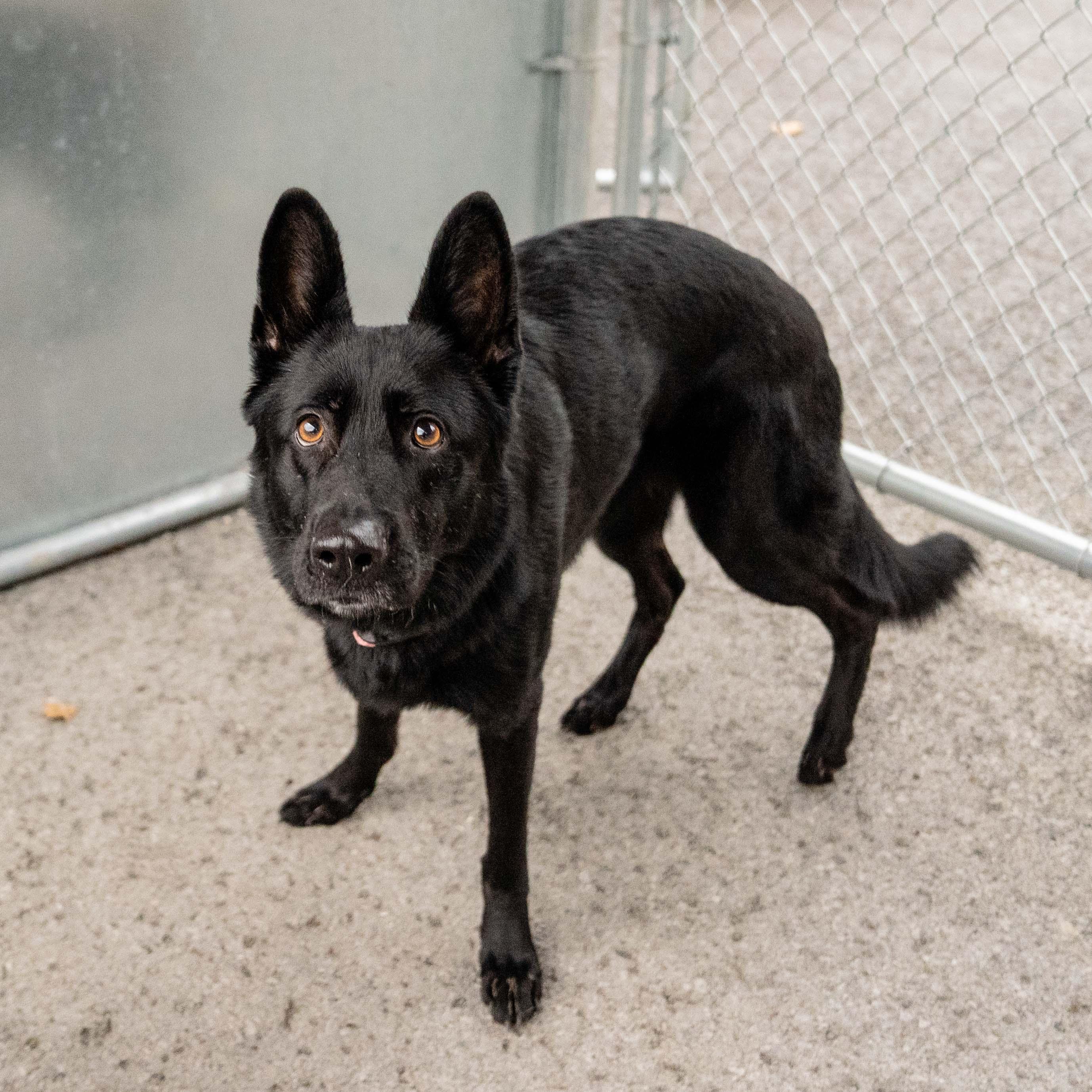 Maggie, Adoptable, Adult Female German Shepherd Dog.