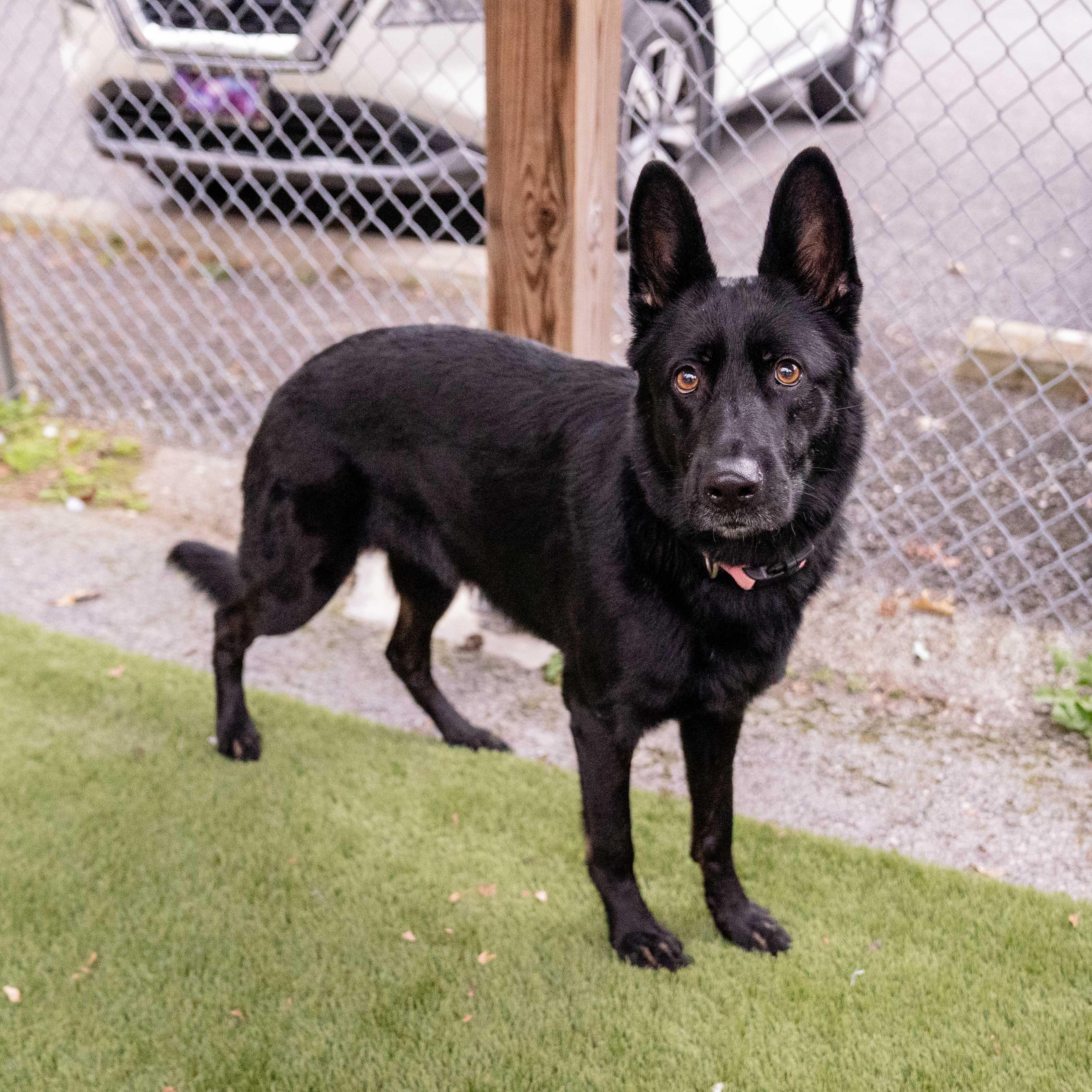 Enlarge Maggie, a Adoptable mixed breed in Morgantown, WV image 3/3
