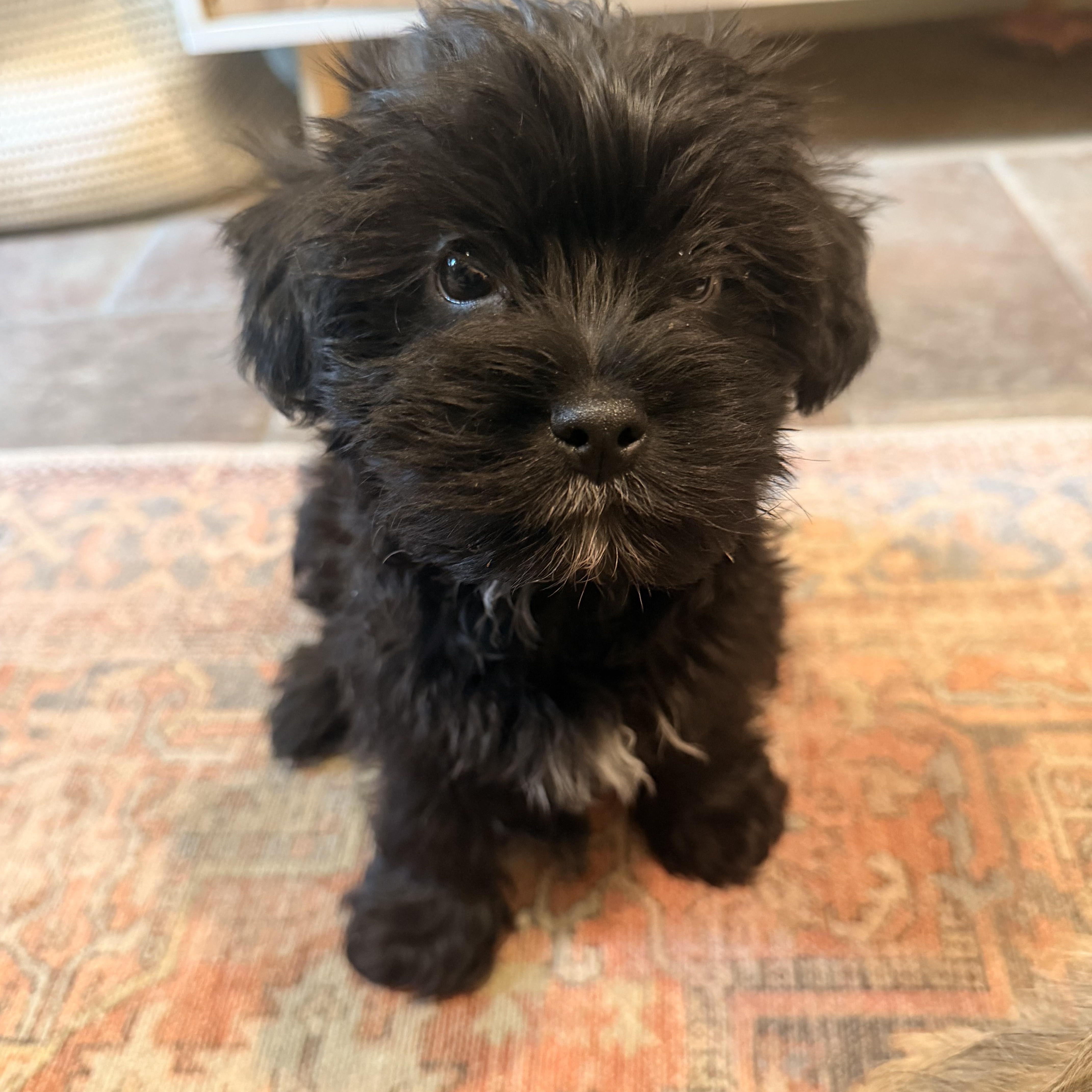 Loki, ADOPTABLE, Puppy Male Shih Tzu & Yorkshire Terrier.