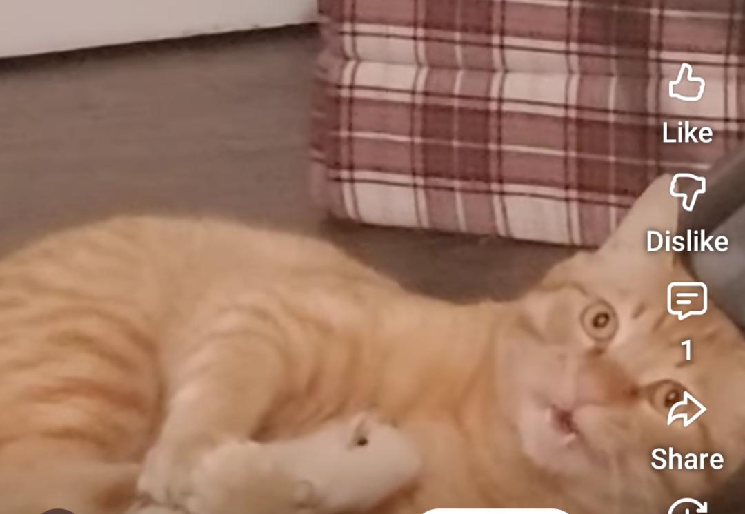 Enlarge Garfield, a Adoptable Domestic Short Hair in San Diego, CA image 2/4