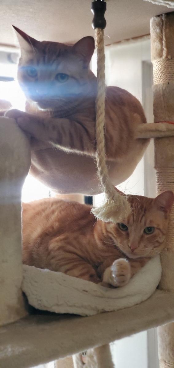 Enlarge Garfield, a Adoptable Domestic Short Hair in San Diego, CA image 3/4