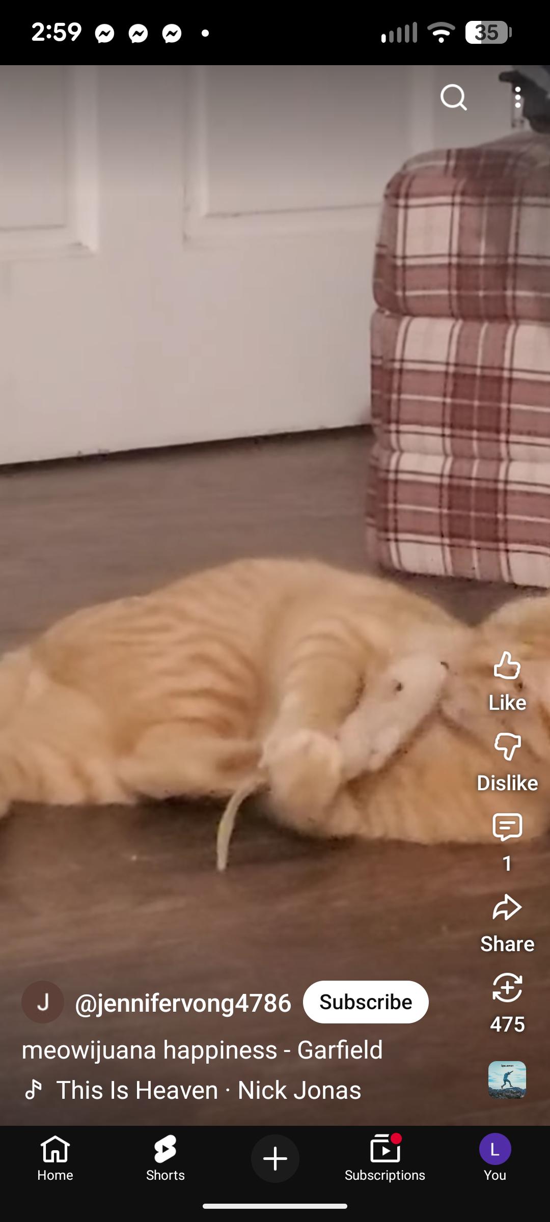 Enlarge Garfield, a Adoptable Domestic Short Hair in San Diego, CA image 4/4