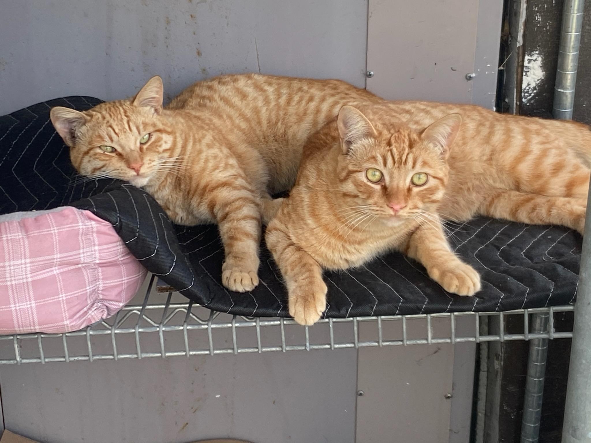 Enlarge Garfield, a Adoptable Domestic Short Hair in San Diego, CA image 1/4