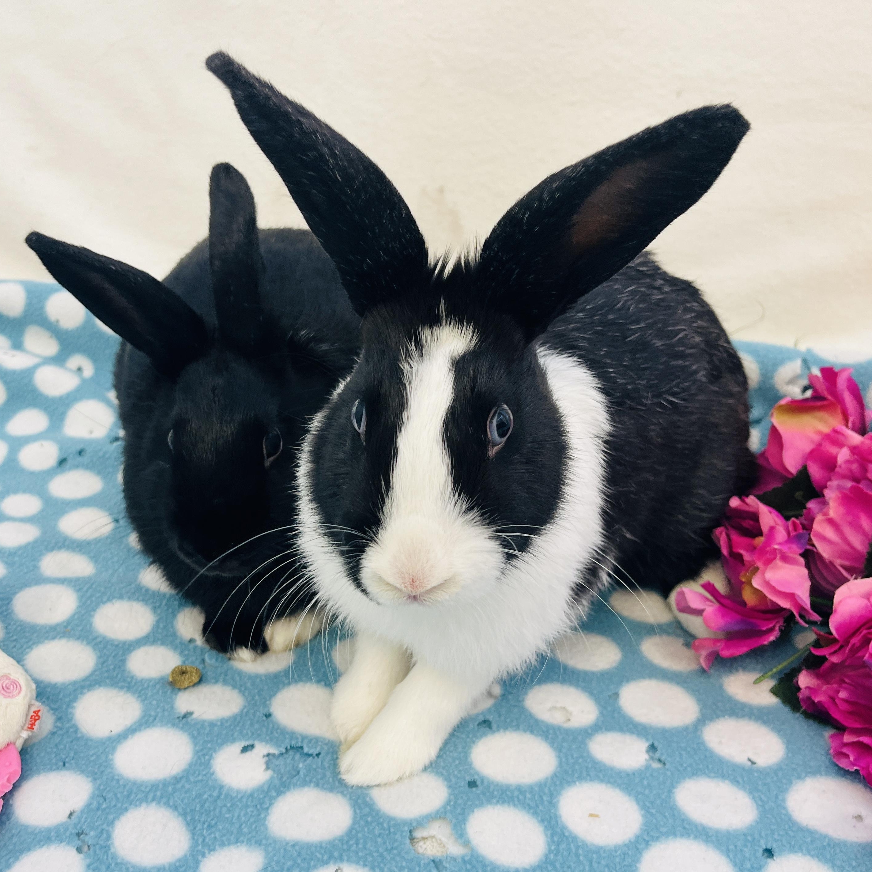 Eleanor & Suzie (bonded girls), a ADOPTABLE American in Oakland, CA image 6/6