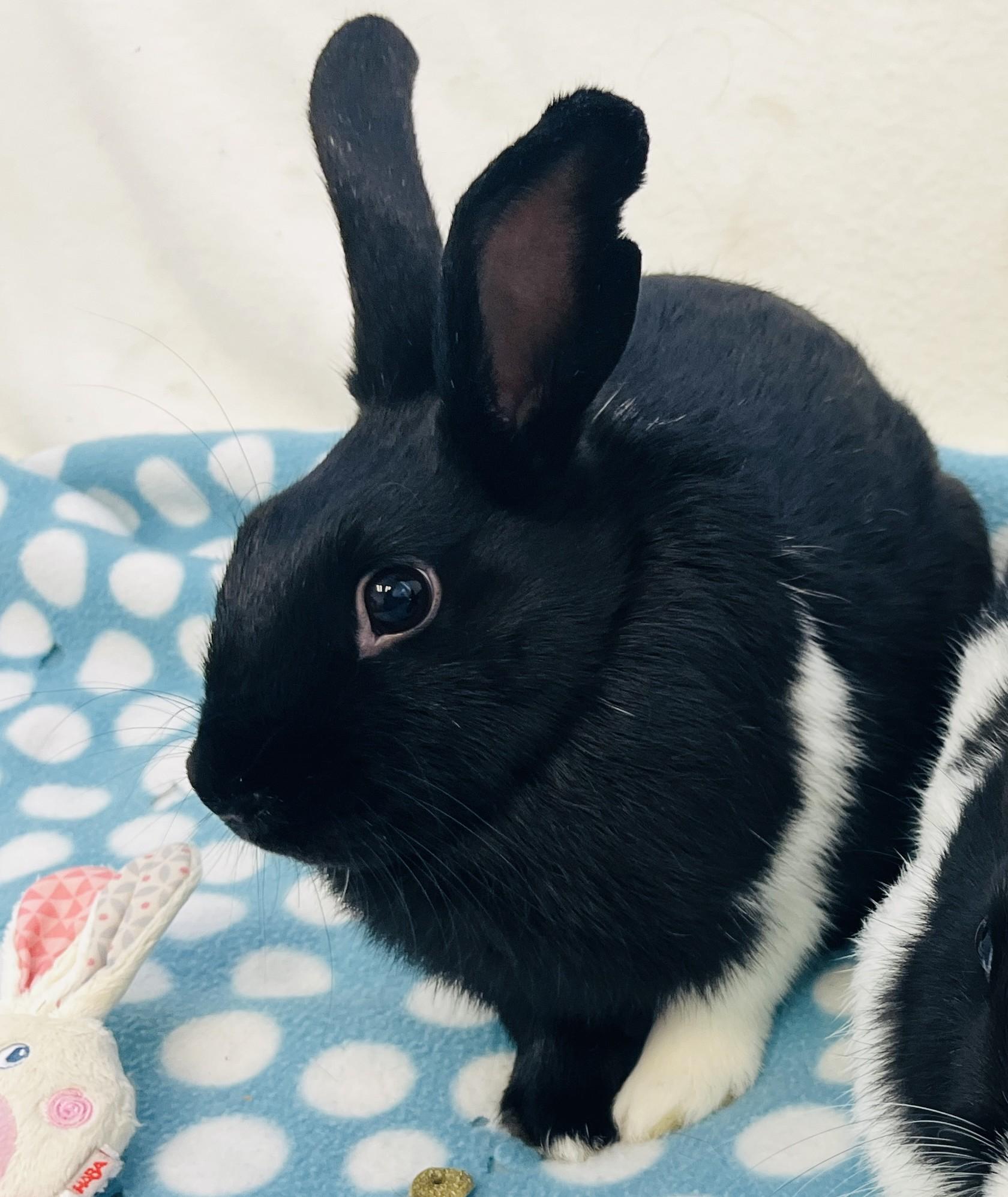 Eleanor & Suzie (bonded girls), a ADOPTABLE American in Oakland, CA image 3/6