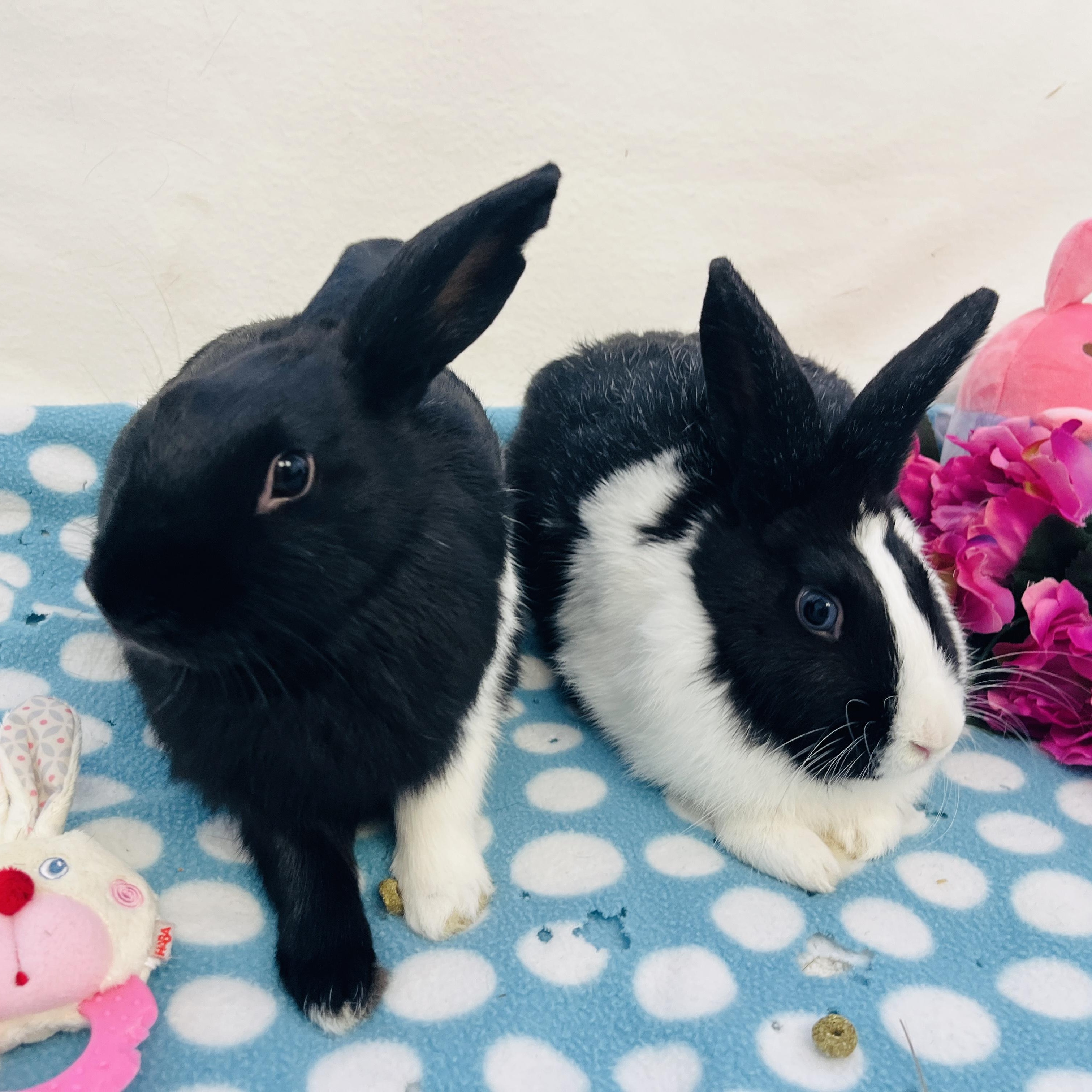 Eleanor & Suzie (bonded girls), a ADOPTABLE American in Oakland, CA image 4/6