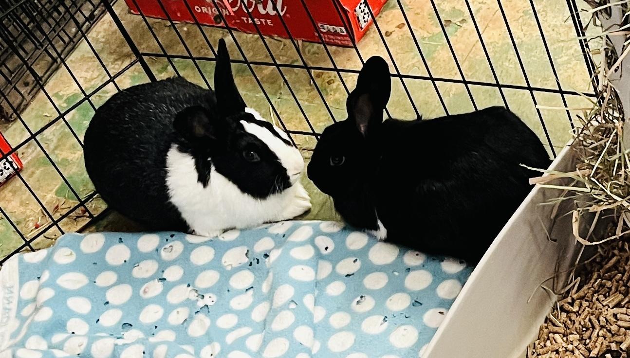 Enlarge Eleanor & Suzie (bonded girls), a Adoptable American in Oakland, CA image 6/6