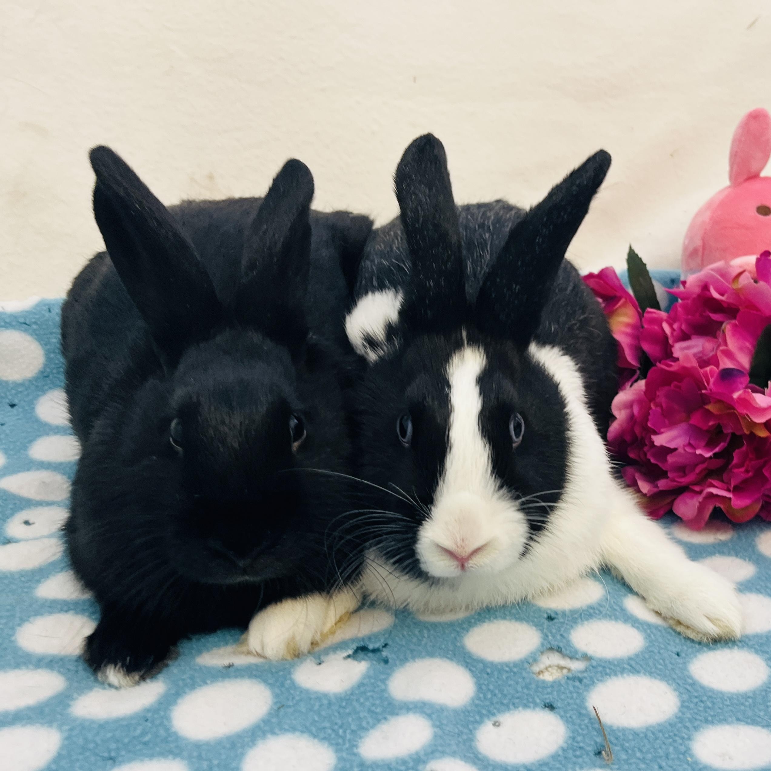 Eleanor & Suzie (bonded girls), ADOPTABLE, Young Female American.