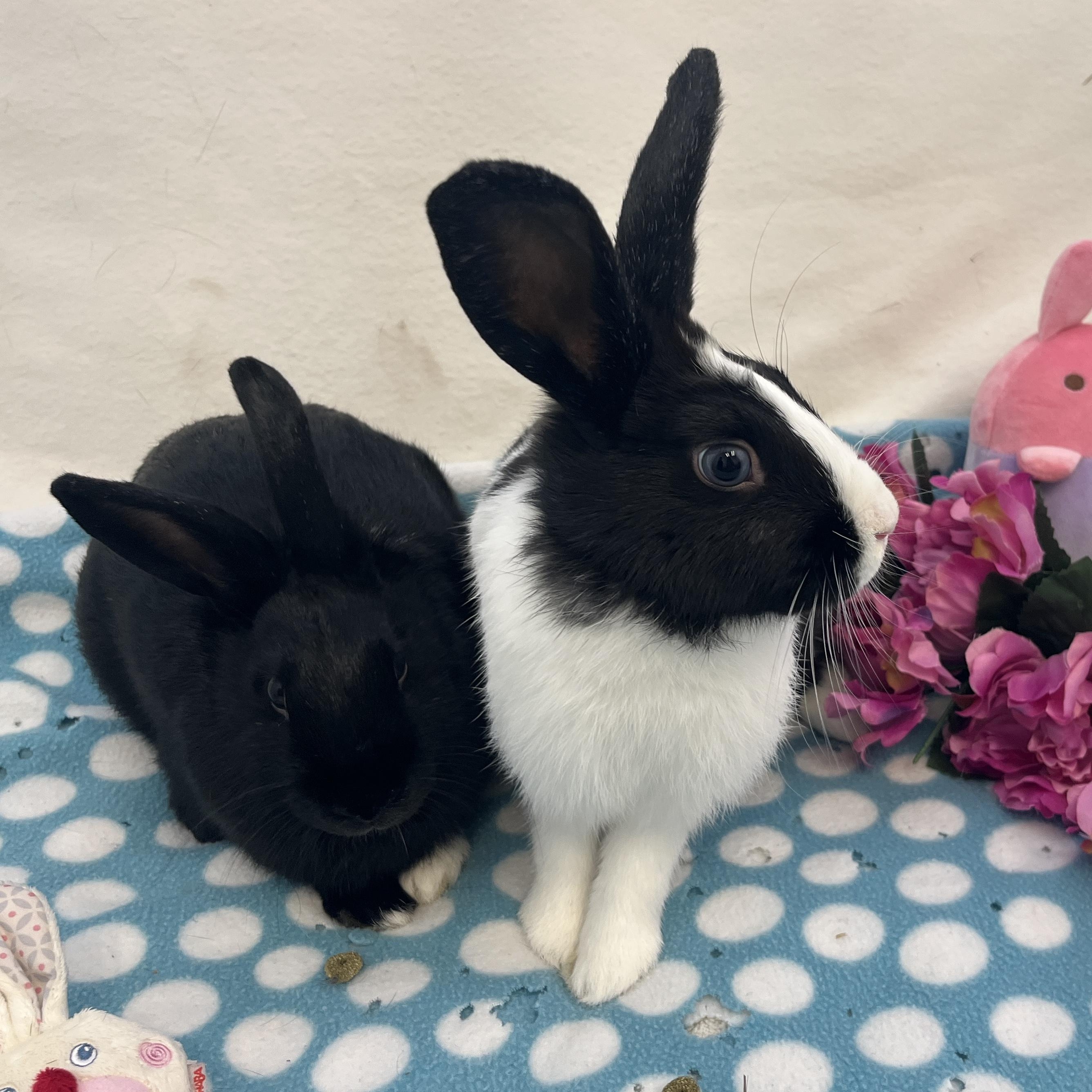 Eleanor & Suzie (bonded girls), a ADOPTABLE American in Oakland, CA image 5/6