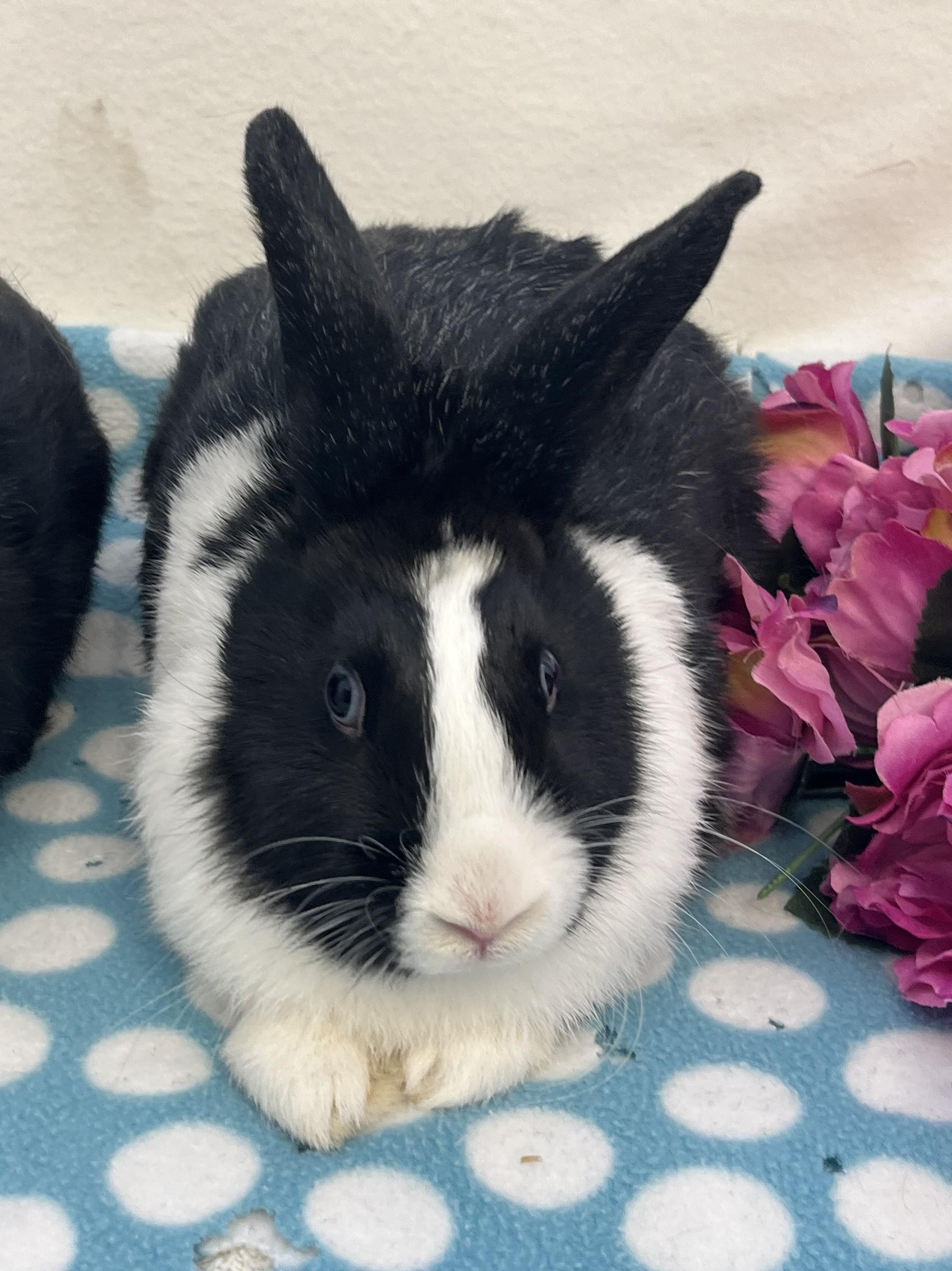 Eleanor & Suzie (bonded girls), a ADOPTABLE American in Oakland, CA image 2/6