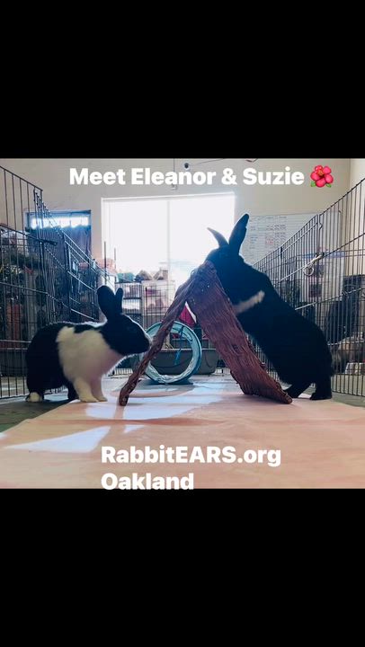 Enlarge Eleanor & Suzie (bonded girls), a Adoptable American in Oakland, CA video 2/6