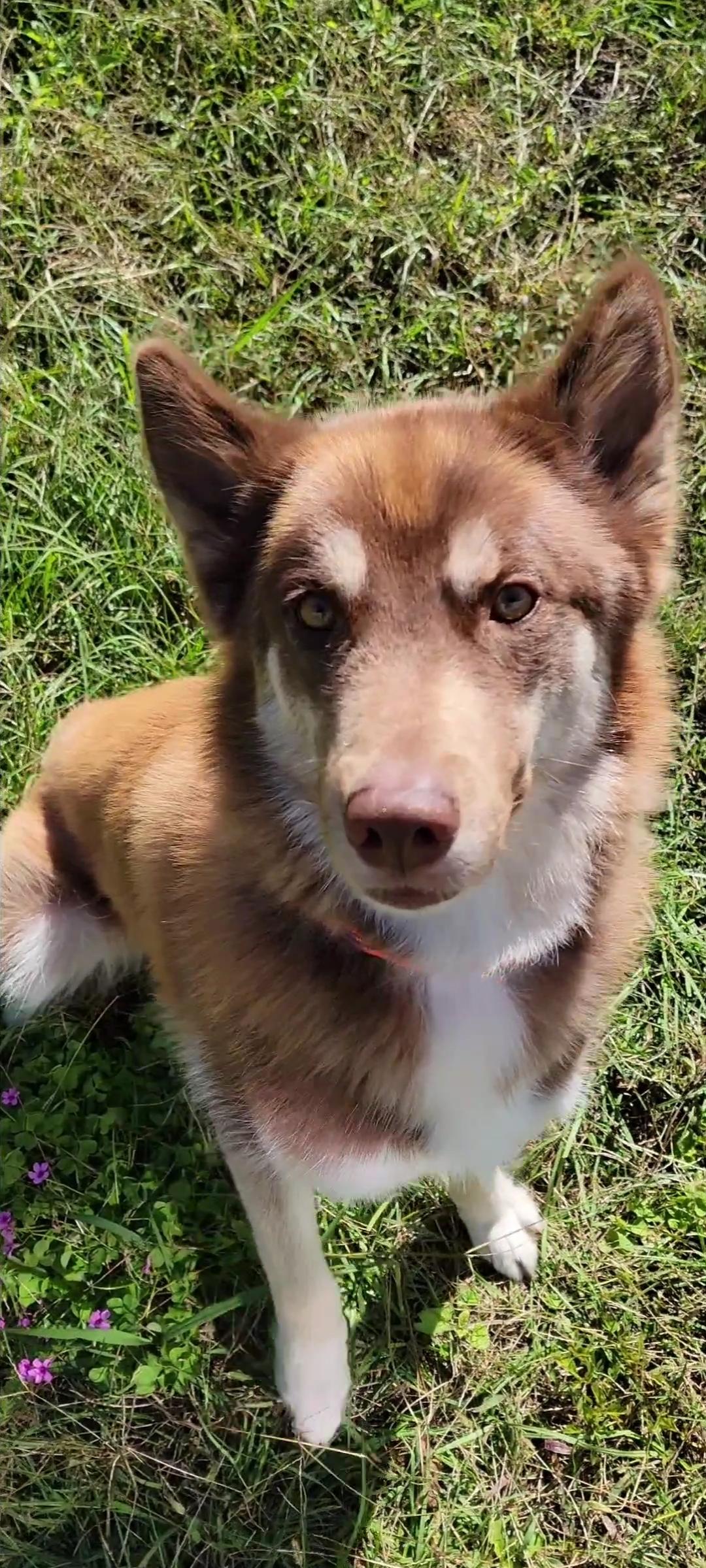 Luna, Adult Female Siberian Husky