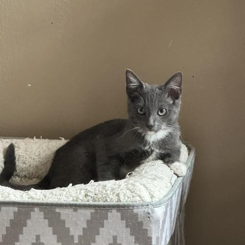 Enlarge Ash, a Adoptable American Shorthair in North Hollywood, CA image 2/6