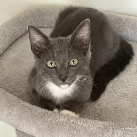 Enlarge Ash, a Adoptable American Shorthair in North Hollywood, CA image 4/6