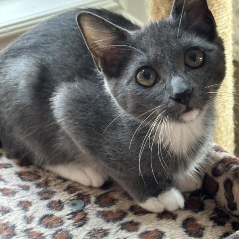 Enlarge Ash, a Adoptable American Shorthair in North Hollywood, CA image 5/6