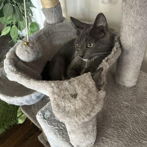 Enlarge Ash, a Adoptable American Shorthair in North Hollywood, CA image 6/6