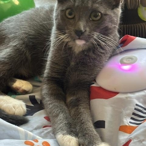 Enlarge Ash, a Adoptable American Shorthair in North Hollywood, CA image 3/6