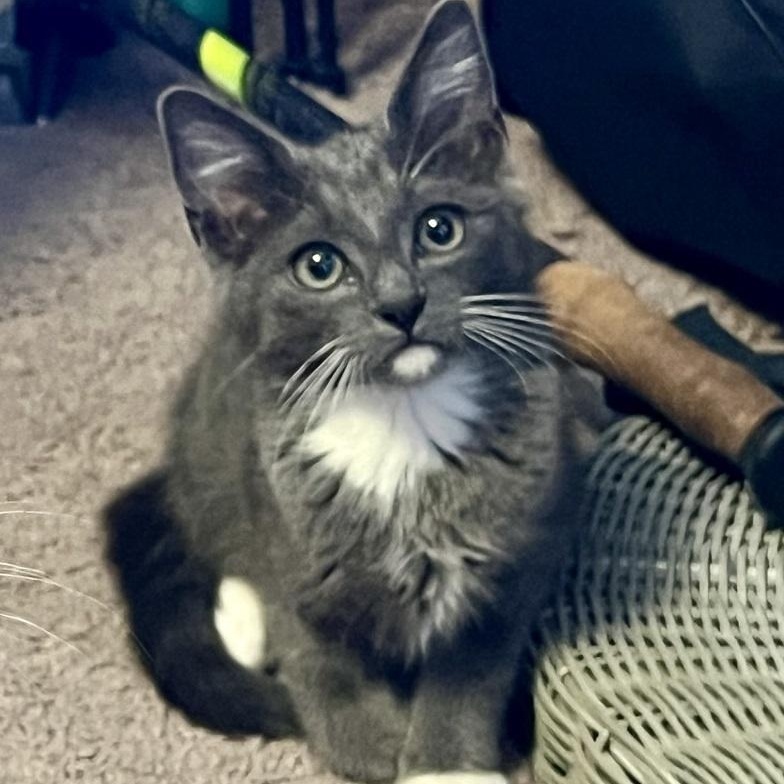 Ash, Adoptable, Kitten Male American Shorthair.