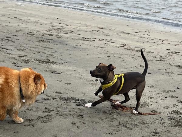 Bryce, a Adoptable mixed breed in Vallejo, CA image 1/6