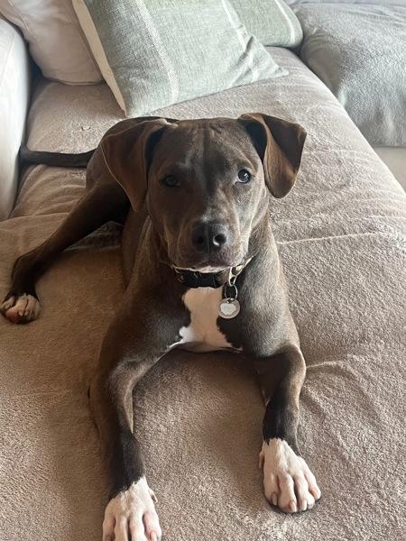 Bryce, a Adoptable mixed breed in Vallejo, CA image 2/6