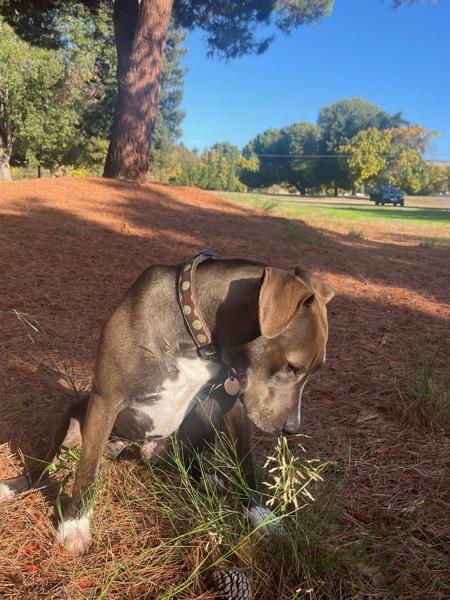 Bryce, a Adoptable mixed breed in Vallejo, CA image 3/6