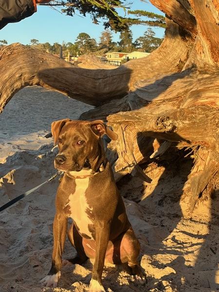 Bryce, a Adoptable mixed breed in Vallejo, CA image 4/6