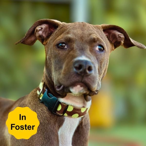 Bryce, a Adoptable mixed breed in Vallejo, CA image 5/6